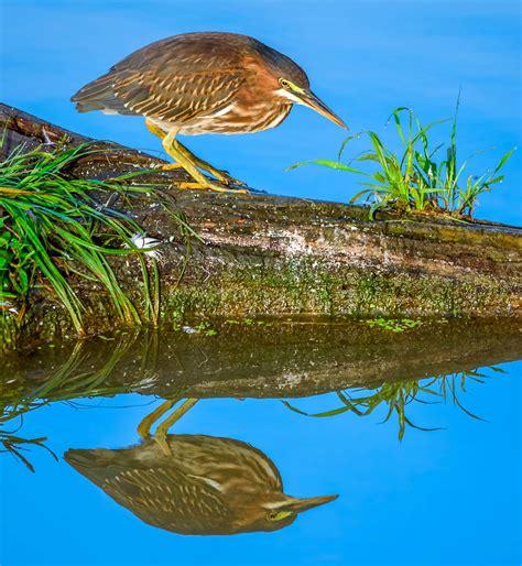 Green Heron Photograph By Brian Stevens Fine Art America