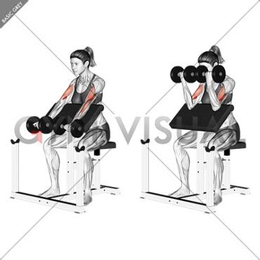 Dumbbell Preacher Curl (female)