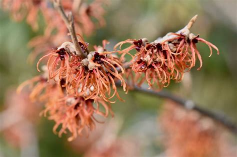 Hamamelis X Intermedia Jelena Witch Hazel Keeping It Green Nursery