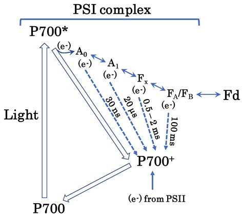 Oxidation Of P700 Induces Alternative Electron Flow In Photosystem I In Wheat Leaves