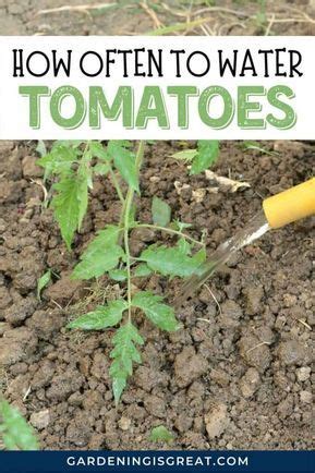 How To Water Tomato Plants While On Vacation Artofit