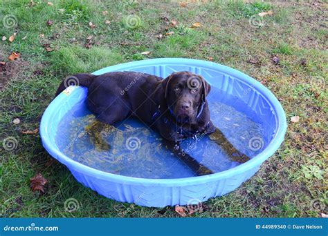 Happy Wet Chocolate Lab In Pool Stock Photo Image Of Relaxing