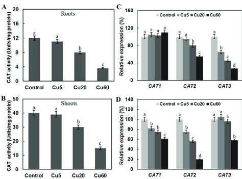 Effect Of Three Different Concentrations Of CuSO4 On Catalase CAT