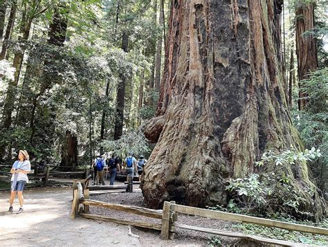 Henry Cowell Redwoods State Park A California State Park Located Near