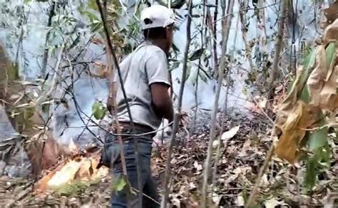 La Selva En Riesgo Desde Oaxaca Claman Ayuda Internacional Para Sofocar Incendios En Los