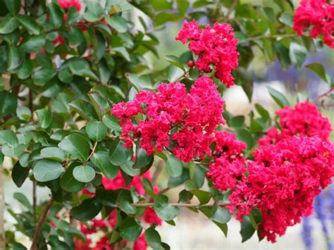 guide    types  shrubs petal republic