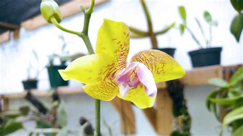 Replante De Phalaenopsis Na Madeira YouTube