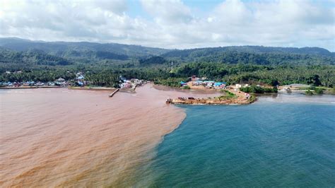 Flora Dan Fauna Pulau Wawonii Terancam Tambang Nikel Trend Asia