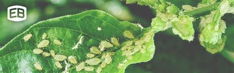 Common Tree Pests How To Spot And Stop Them Eaton Brothers