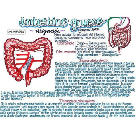 My Med Space En Instagram Apuntes De Irrigaci N Del Intestino