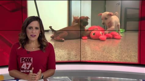 Local Humane Society Saves 19 Dogs From Kill Shelter Youtube