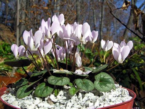 Cyclamen Intaminatum Marked Leaves Hill View Rare Plants