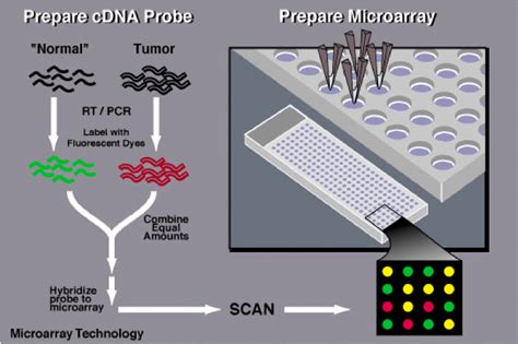 Preparation Of Cdna Probe And Microarray Download Scientific Diagram