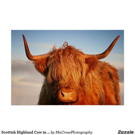 Scottish Highland Cow Highland Cattle Scottish Highlands Animal Art