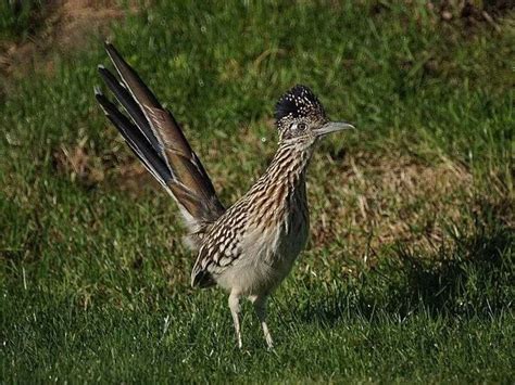 Fun Greater Roadrunner Facts For Kids | Kidadl