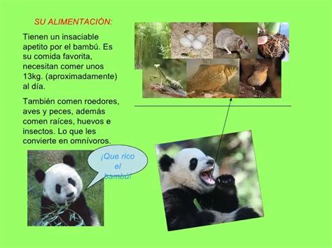 Oso Panda Origen Características Alimentación Hábitat Y Más