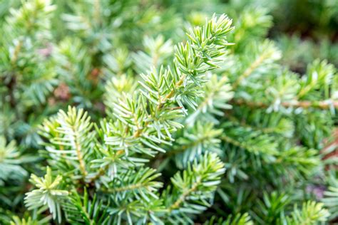 Growing the Shore Juniper in the Home Garden