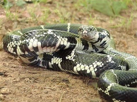 Dangerous snakes: Sonoran Desert Reptiles