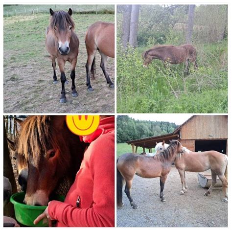 Pferdemarkt Spezialrassen Exmoorpony Stute Kaufen Landwirt