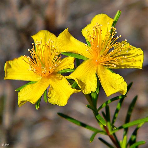 Peelbark St John S Wort Hypericum Fasciculatum Here Is Flickr