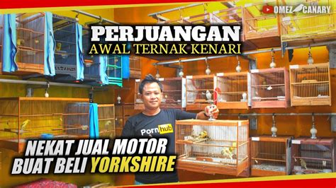 Kisah Ternak Rela Jual Motor Demi Beli Yorkshire Kini Berhasil