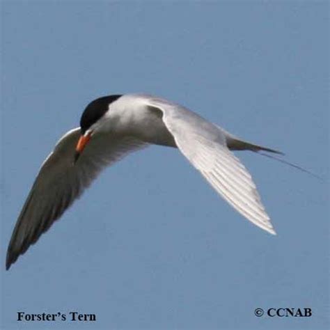 Forster's Tern (Sterna forsteri) - FOTE