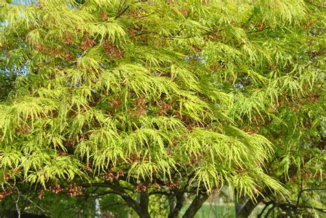 Acer Palmatum Dissectum Acer Palmatum Dissectum Van Den Berk Nurseries