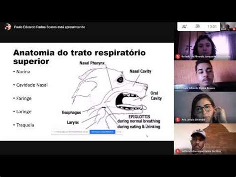 Ausculta pulmonar em cães Anatomia UniFaj YouTube