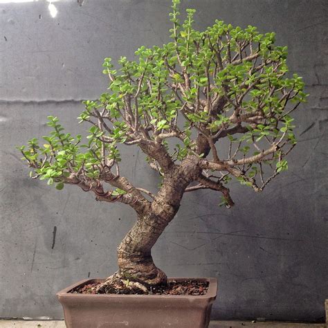 10 Best Bonsai Plants For Your Home According To Bonsai Specialists