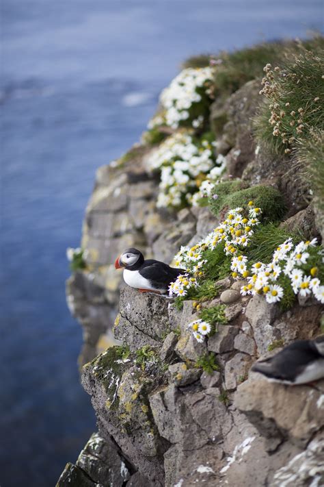 Puffin At Látrabjarg Cliffs Smithsonian Photo Contest Smithsonian