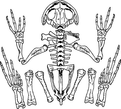 Frog Skeleton Clipart