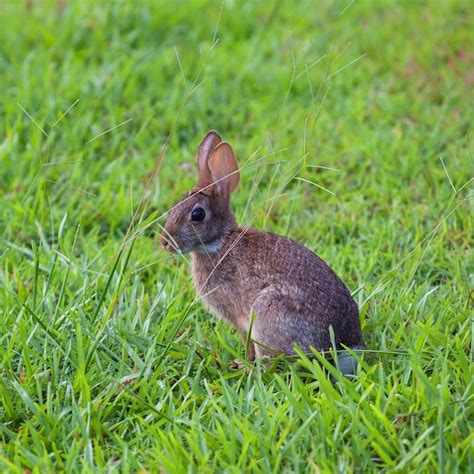 Imágenes adorables de conejos para fondo de pantalla Foto Premium