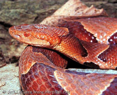 Eastern Copperhead Agkistrodon Contortrix Amphibians And Reptiles