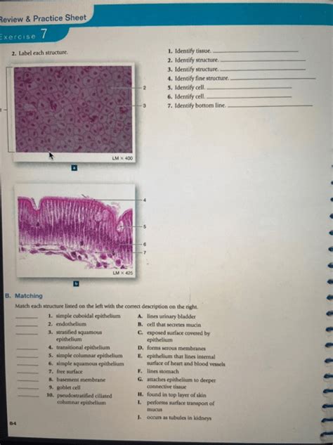 Epithelial Tissue Worksheets Answer Key