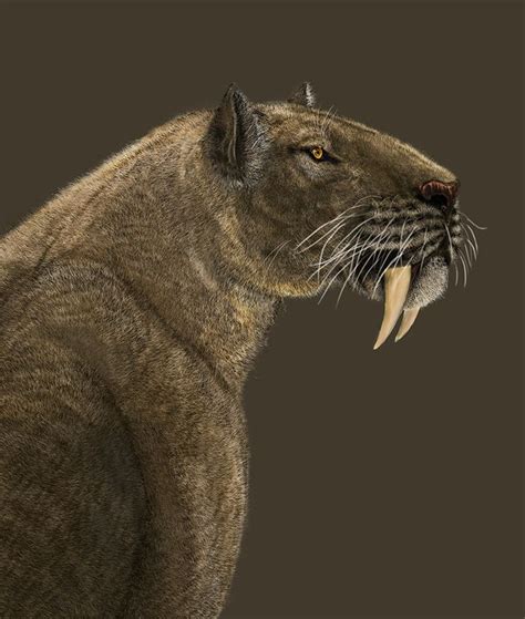 Smilodon Populatorhead And Neck By Leogon On Deviantart Smilodon