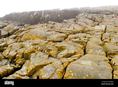 Staple Island Farne Islands Uk Stock Photo Alamy