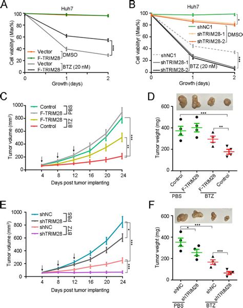 Trim Attenuates Bortezomib Sensitivity Of Hepatocellular Carcinoma