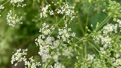 Poison Hemlock Spreading Throughout Central Ohio