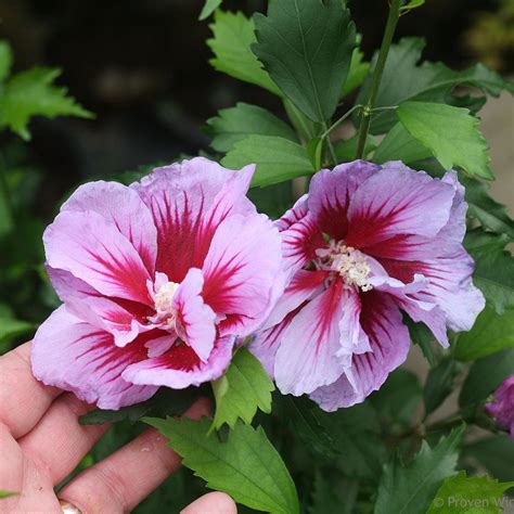 Purple Pillar® Rose Of Sharon Althea Shrubs For Sale