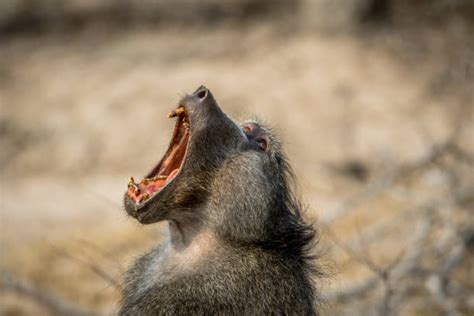 190+ Mouth Open Baboon Ape Animal Stock Photos, Pictures & Royalty-Free Images - iStock