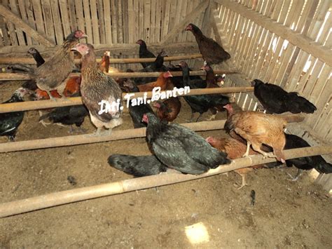 Ayam Kampung Unggul Badan Litbang Kub Inti Tani Banten Sistem