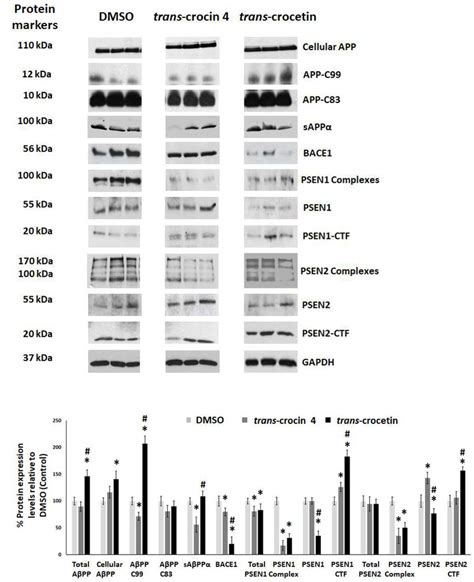 Western Blot Analysis Of App Processing Components After Treatment Of