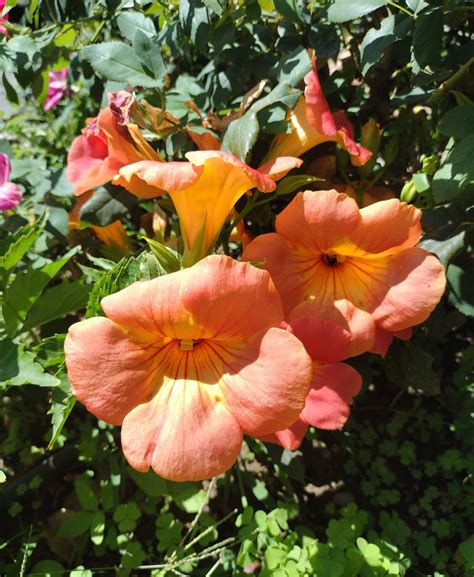 Campsis grandiflora - Trees and Shrubs Online