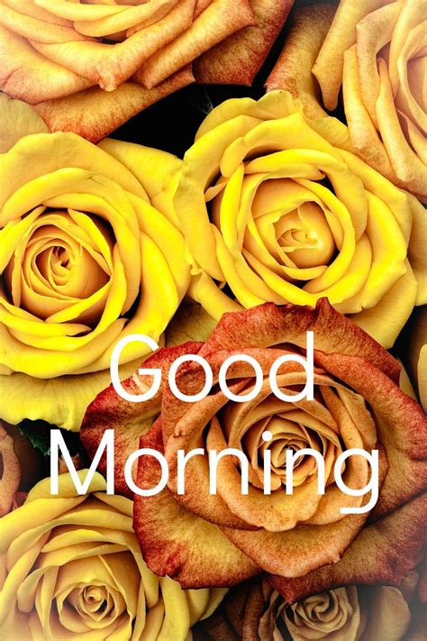 Top 999 Good Morning Yellow Rose Images Amazing Collection Good Morning Yellow Rose Images