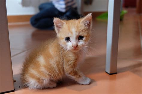 10 Imágenes De Gatos Tiernos Que No Puedes Dejar De Ver Mascotadictos