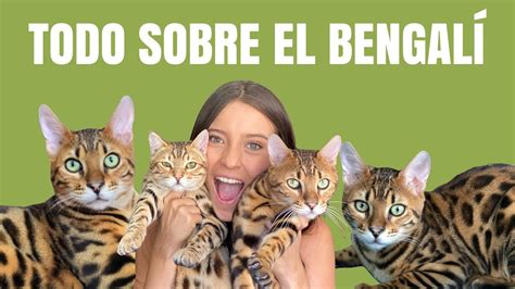 Descubre cómo convertir a los gatos leopardo en tus mascotas