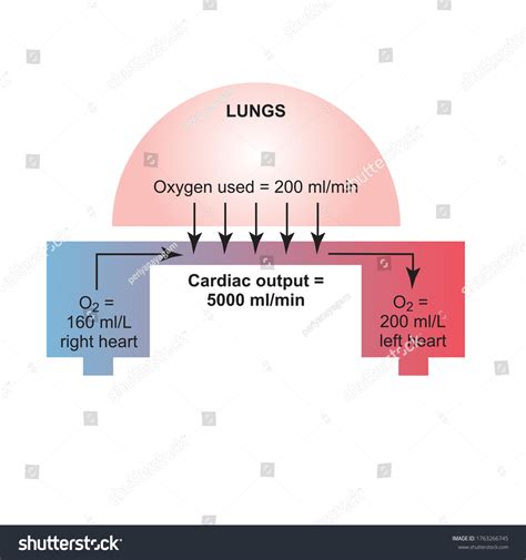 Fick Principle Determining Cardiac Output Stock Illustration 1763266745 Shutterstock