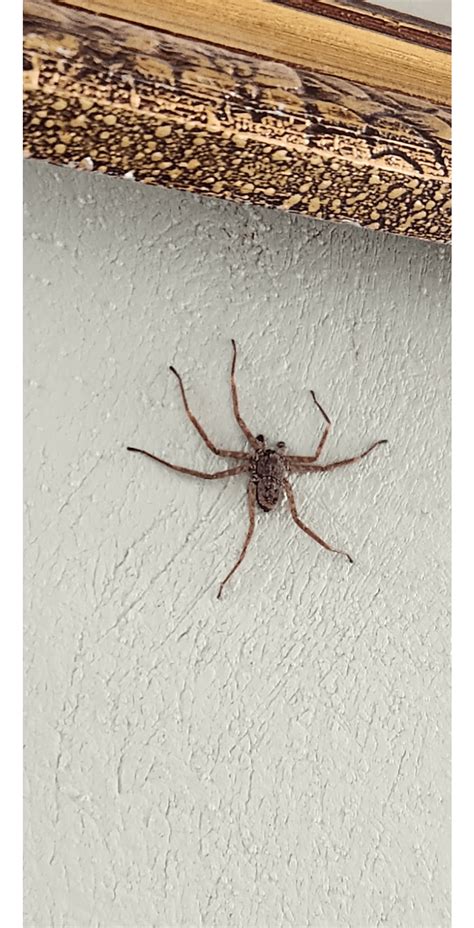 Anyone Know What Kind Of Spider Is This R Spiders