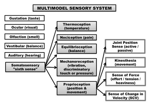 Sensory Receptors Types And Functions