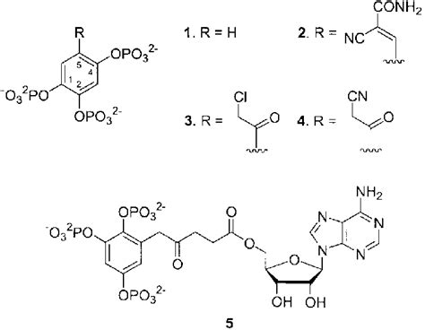 Design Of I145p3 3 Kinase Inhibitors Download Scientific Diagram